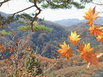 大濮阳最新车祸消息